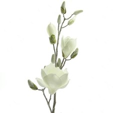 Magnolienzweig weiß geeist - weiß,