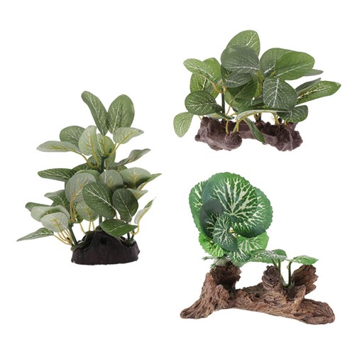 Terrarienpflanzen für - 3x,