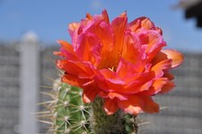 Trichocereus-Hybride -Echinopsis-Kakteen-Hybr.   **New Indian Summer**
