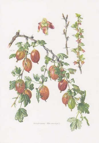 Stachelbeere ribes uva - stachelbeere,