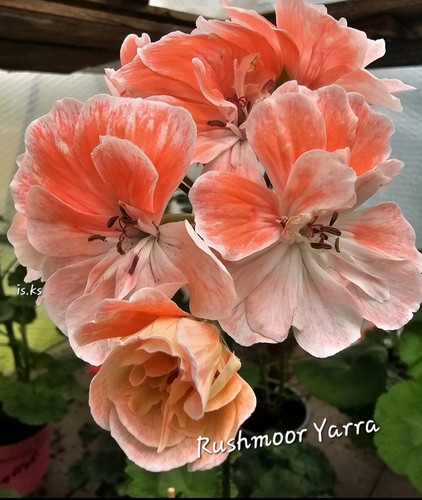 Pelargonie hybrid zonartic - pelargonie,