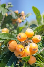 1 x Japanische Wollmispel - Loquat - Jungpflanze (Eriobotrya japonica)