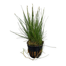 Eleocharis acicularis -