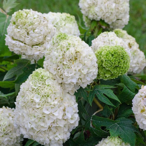 Eichenblättrige hortensie - eichenblättrige,