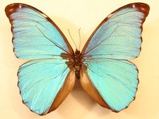 Morpho menaleus terrestris
