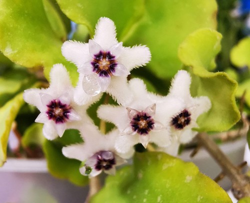 Heavenly hoya - heavenly,