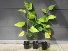 Maulbeere - Morus acidosa 'Mulle' frosthärteste Maulbeerbaum Pflanze 30-50cm