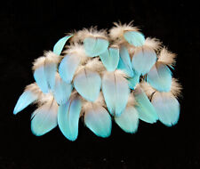 25 Stk. Vogelfedern 3,5-5,0 cm Papageienfedern vom Gelbbrustara Arafedern