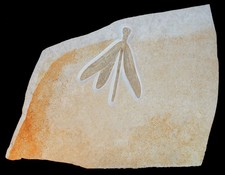 Malm  Isophlebia aspasia  Ausgezeichnete Libelle  Solnhofen Plattenkalk  FL-71