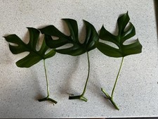 Rhaphidophora tetrasperma