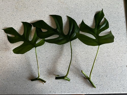 Rhaphidophora tetrasperma