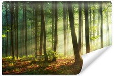 Vlies Fototapete WALD Bäume