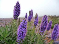 SAMEN blauer Natterkopf Zier-