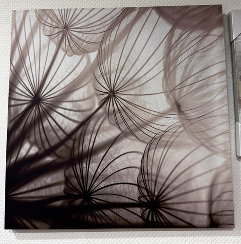 Wandbild pusteblume dekoration - pusteblume,