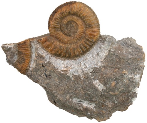 Lias zugodactylites braunianus - zugodactylites,