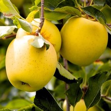 Apfelbaum Golden Delicious -