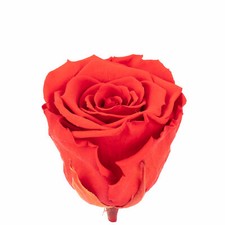 6er-Pack Infinity-Bloom