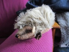Steiff igel joggi - steiff, igel"joggi"?10cm