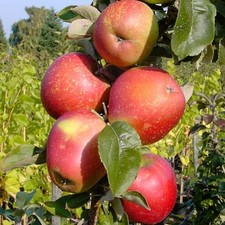 Säulenapfel berbat - säulenapfel,