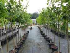 Echter walnussbaum juglans - echter,
