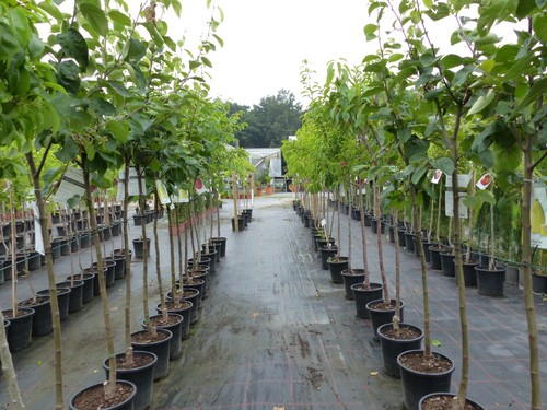 Echter walnussbaum juglans - walnussbaum,