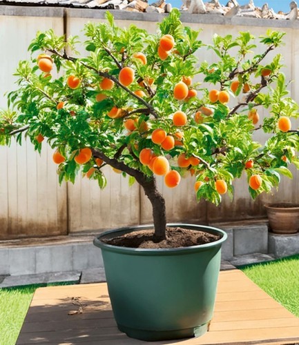 Baldur garten - baldur,