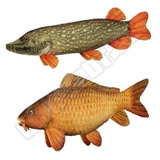 Plüschtier KARPFEN - HECHT