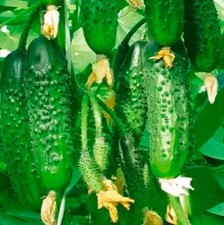 Gurkensamen Polan F1 Samen