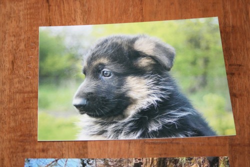 Hunde postkarte von - postkarte, xxl