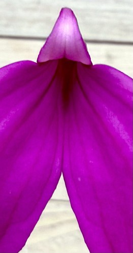 Masdevallia species purple - masdevallia,