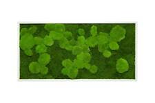 Moosbild Fifty Fifty Design