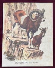 ANIMAL PRINT SHEEP WILD