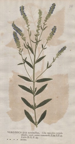 Veronica ehrenpreis speedwell - veronica,
