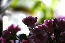 Vintage Pentacon Objektiv 135