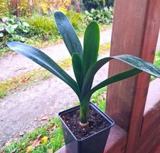 Clivia, Clivie, Zimmerpflanze, Jungpflanze im Topf