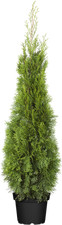 Thuja occidentalis 'Smaragd'