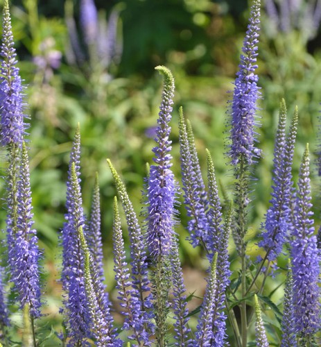 Ehrenpreis blaue pyramide - pyramide,