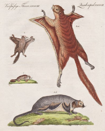 Eichhörnchen flughörnchen - eichhörnchen,