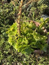 Huge Green Aeonium succulent
