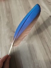 28,5 cm blaue ? Vogelfeder Papageienfeder Feder Ara Schreibfeder Rechtshänder 