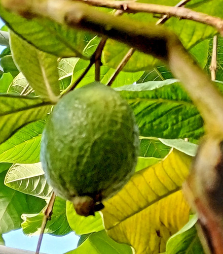 Pflanzen samen apfel guave - pflanzen-samen, apfel-guave