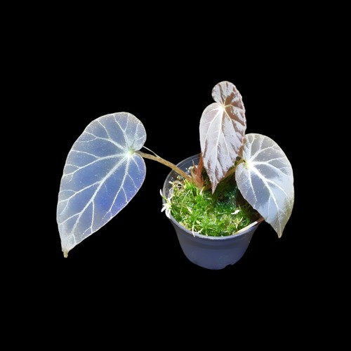 Begonia burkillii dark - , form