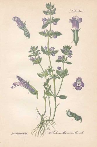 Acinos alpinus - ,