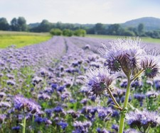 5000 Samen PHACELIA tanacetifolia Büschelschön Bienenweide Blumensamen Wildblume