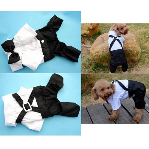 Kostüm hund anzug - hund,