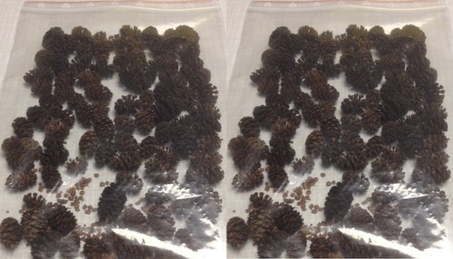 Erlenzapfen 120stk - erlenzapfen, ~120stk.(=50gramm)