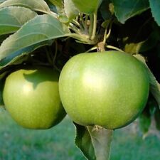 Apfelbaum Granny Smith Buschbaum Halbstamm Hochstamm