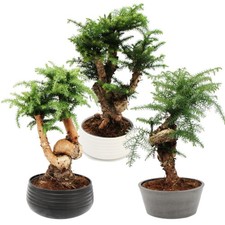 Zimmerbonsai araucaria - zimmerbonsai,