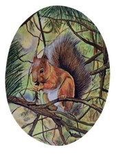 Rotes Eichhörnchen Magnet -