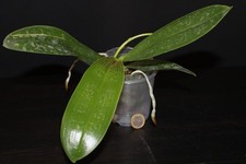 Phalaenopsis stuartiana ('yellow' x 'nobilis') 01 mit Blütentriebansatz